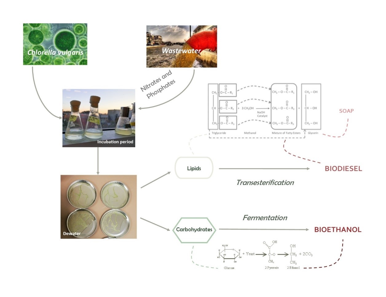 biofuels